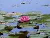 waterliliy1