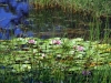 waterliliy2