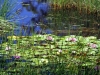 waterliliy3
