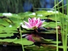 waterliliy4